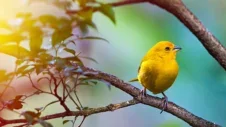 Un paraíso para los observadores de aves: Descubra la diversidad ornitológica de Tenerife