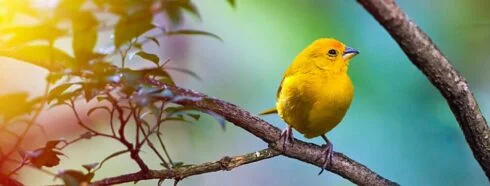 Un paraíso para los observadores de aves: Descubra la diversidad ornitológica de Tenerife