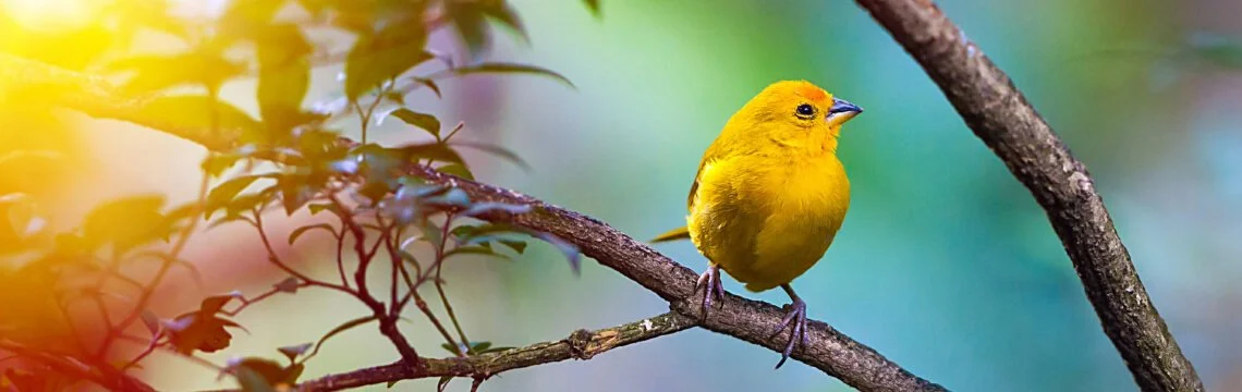 Un paraíso para los observadores de aves: Descubra la diversidad ornitológica de Tenerife