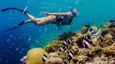 Nadando con la corriente: Una inmersión profunda en los lugares de buceo de Tenerife