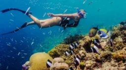 Nadando con la corriente: Una inmersión profunda en los lugares de buceo de Tenerife